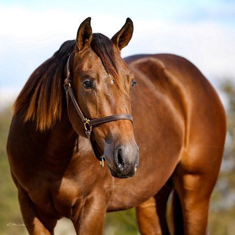 bay quarter horse stallion