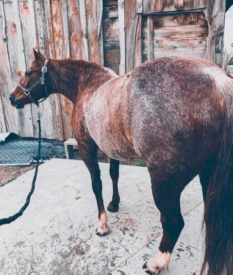 Buster Welch - AQHA