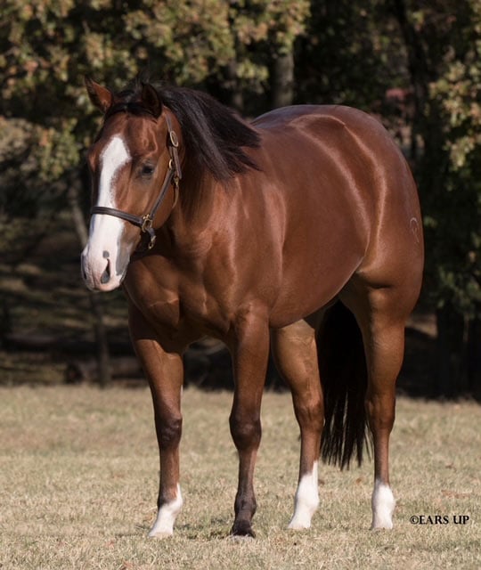 bay quarter horse stallion